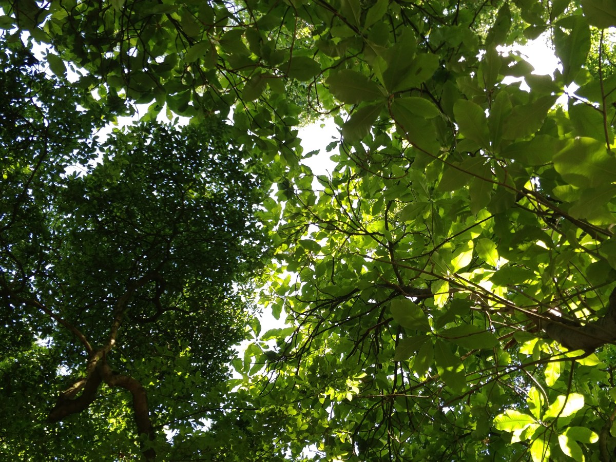 ALCHIMIST*INNEN IM BOTANISCHEN GARTEN&nbsp;MARBURG?