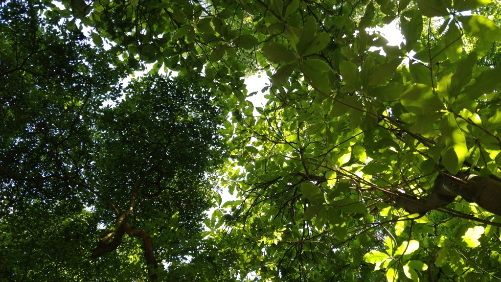 ALCHIMIST*INNEN IM BOTANISCHEN GARTEN&nbsp;MARBURG?