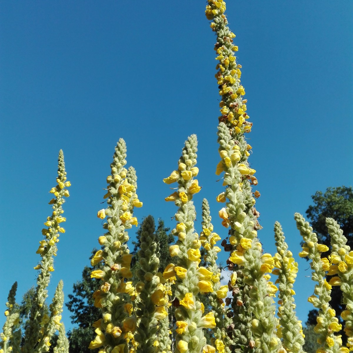 KRÄUTERWEIHE UND FRAUENDREIßIGER