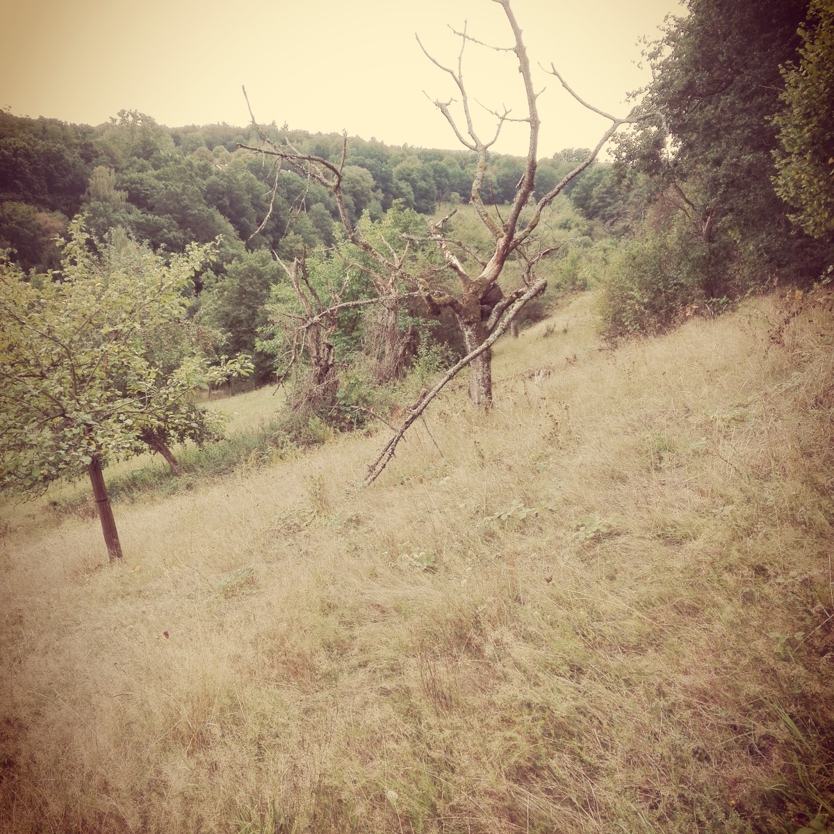 DER HEILIGE GRUND, WILDKRÄUTER UND GANZ BESONDERE&nbsp;PFLANZEN