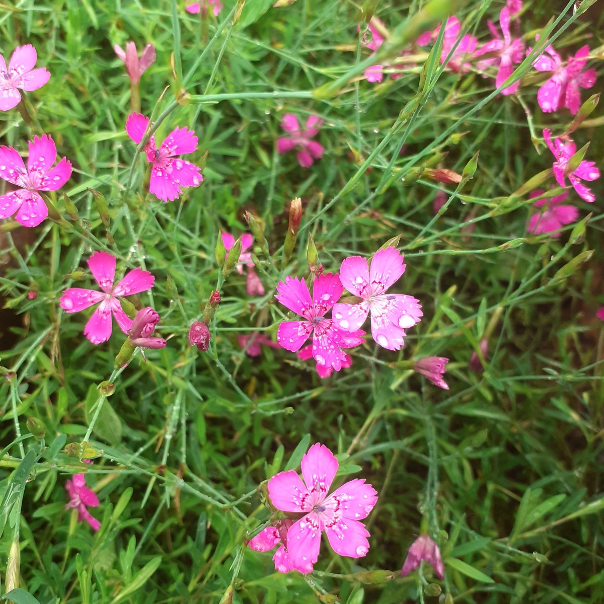 DOREEN VALIENTE UND WICCA: DAS LEBEN UND DIE&nbsp;FREUDE