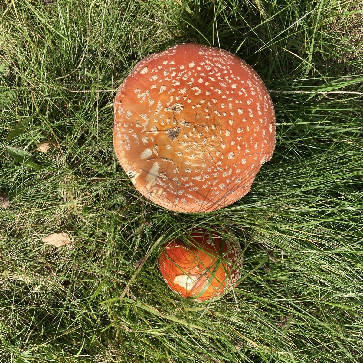 DIE NEBEL VOM BROCKEN&nbsp;…